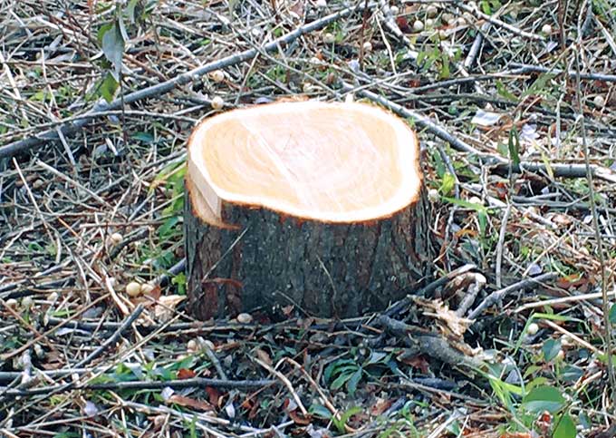 危険で難しい伐採はプロにお任せ